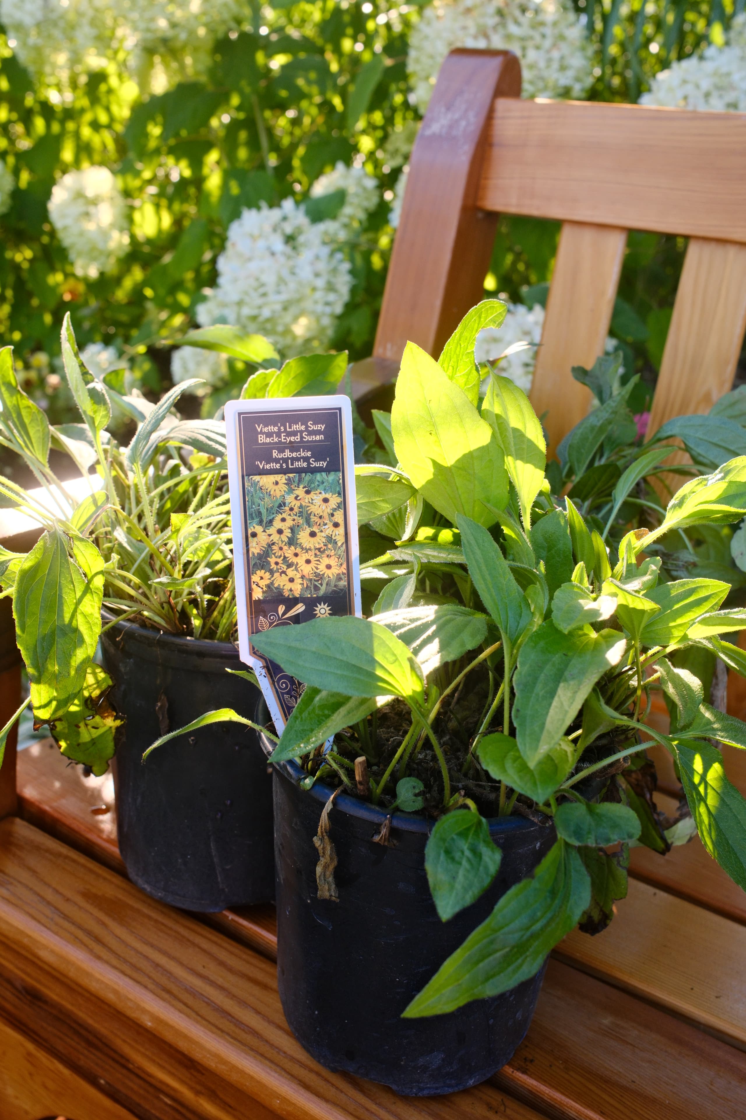 I've been thinking about improving the area between the East Garden an… (2)