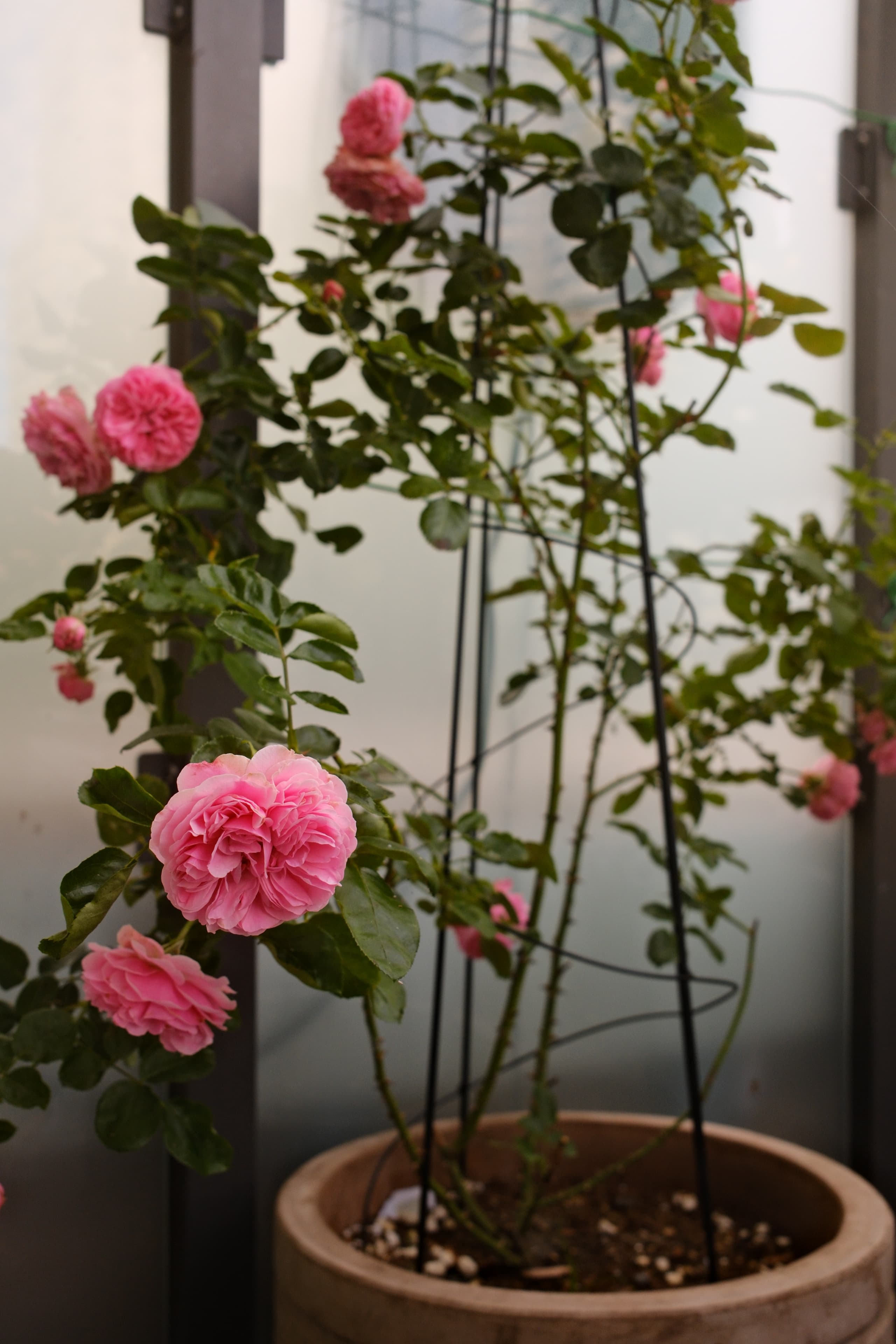 Leonardo da Vinci Rose