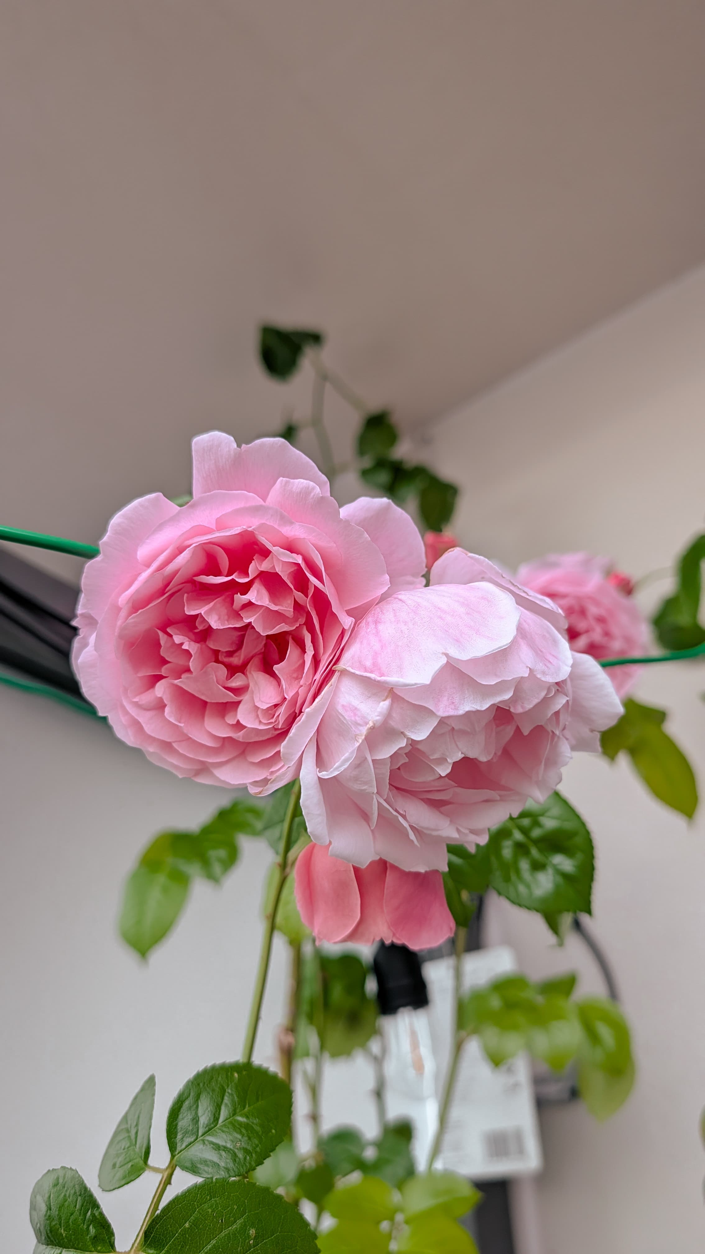 Strawberry Hill Rose