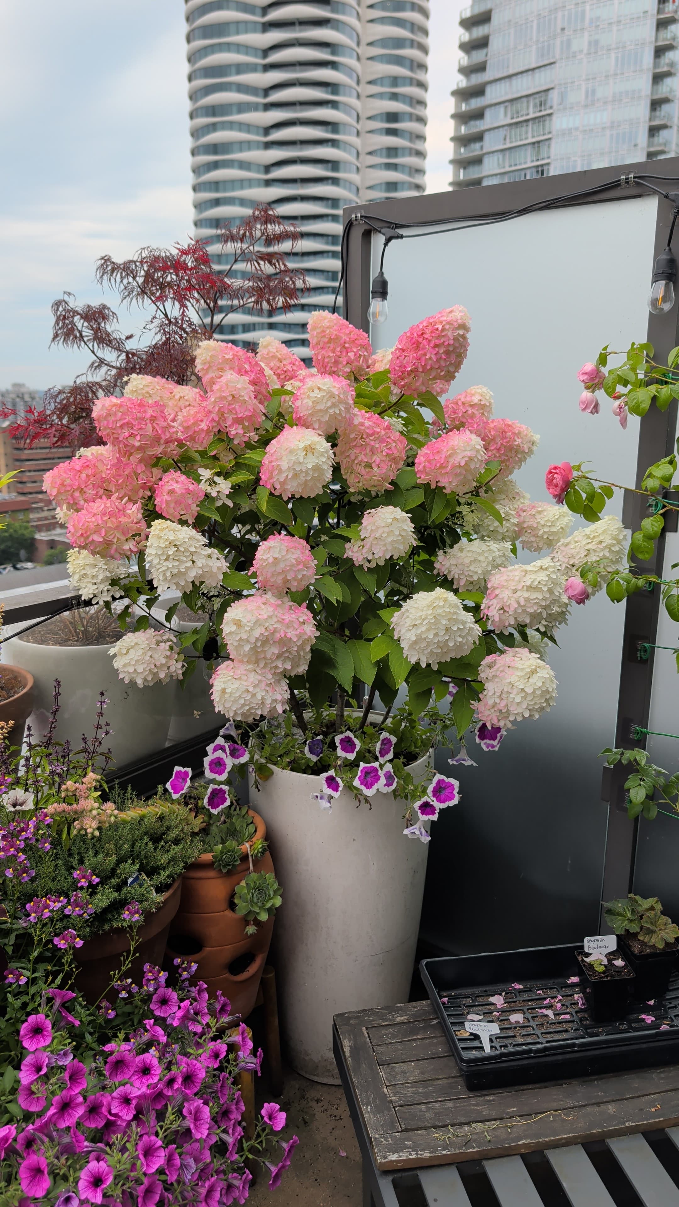 Quick Fire Fab Hydrangea