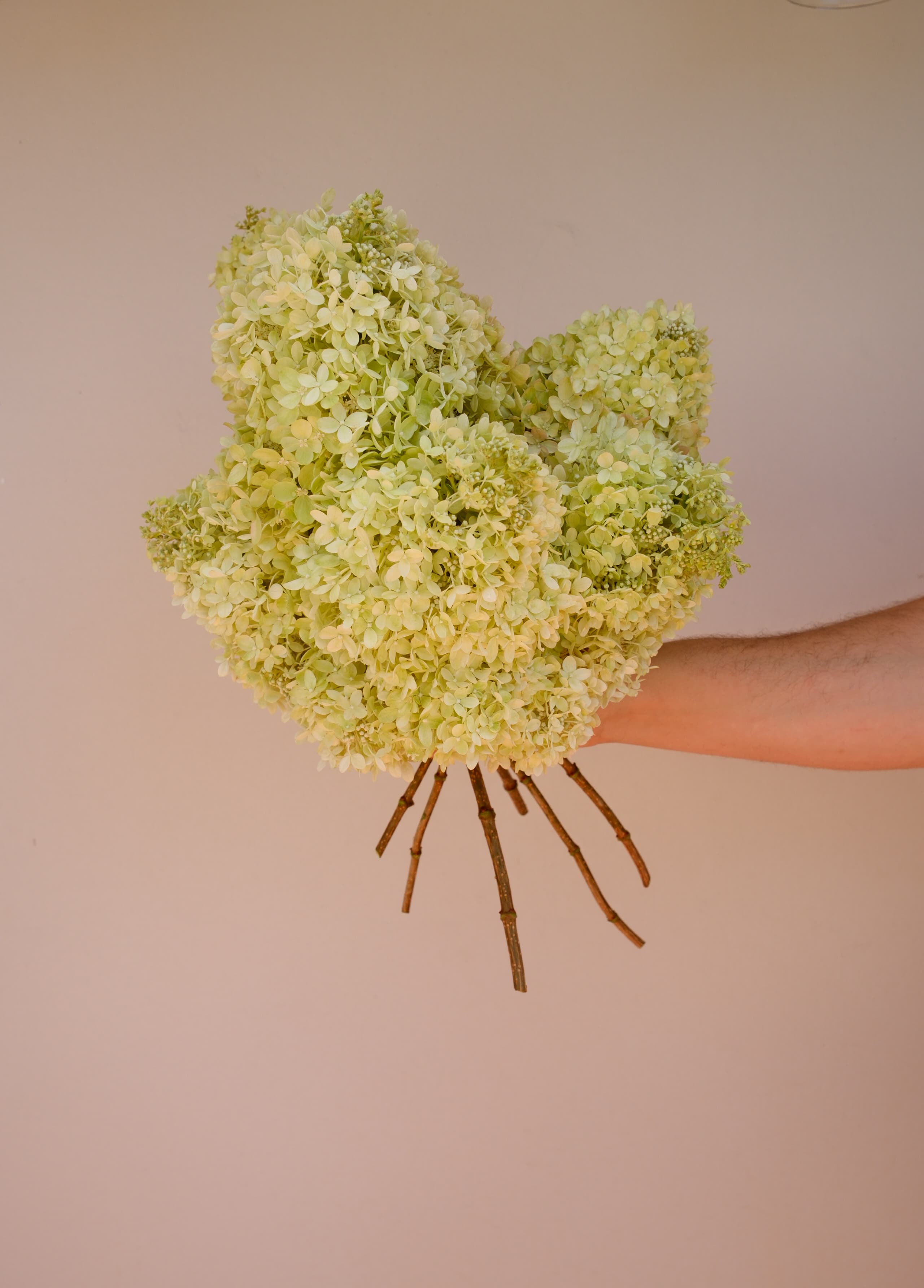 Harvesting the dense, pale lime panicles from the Little Lime hydrange…