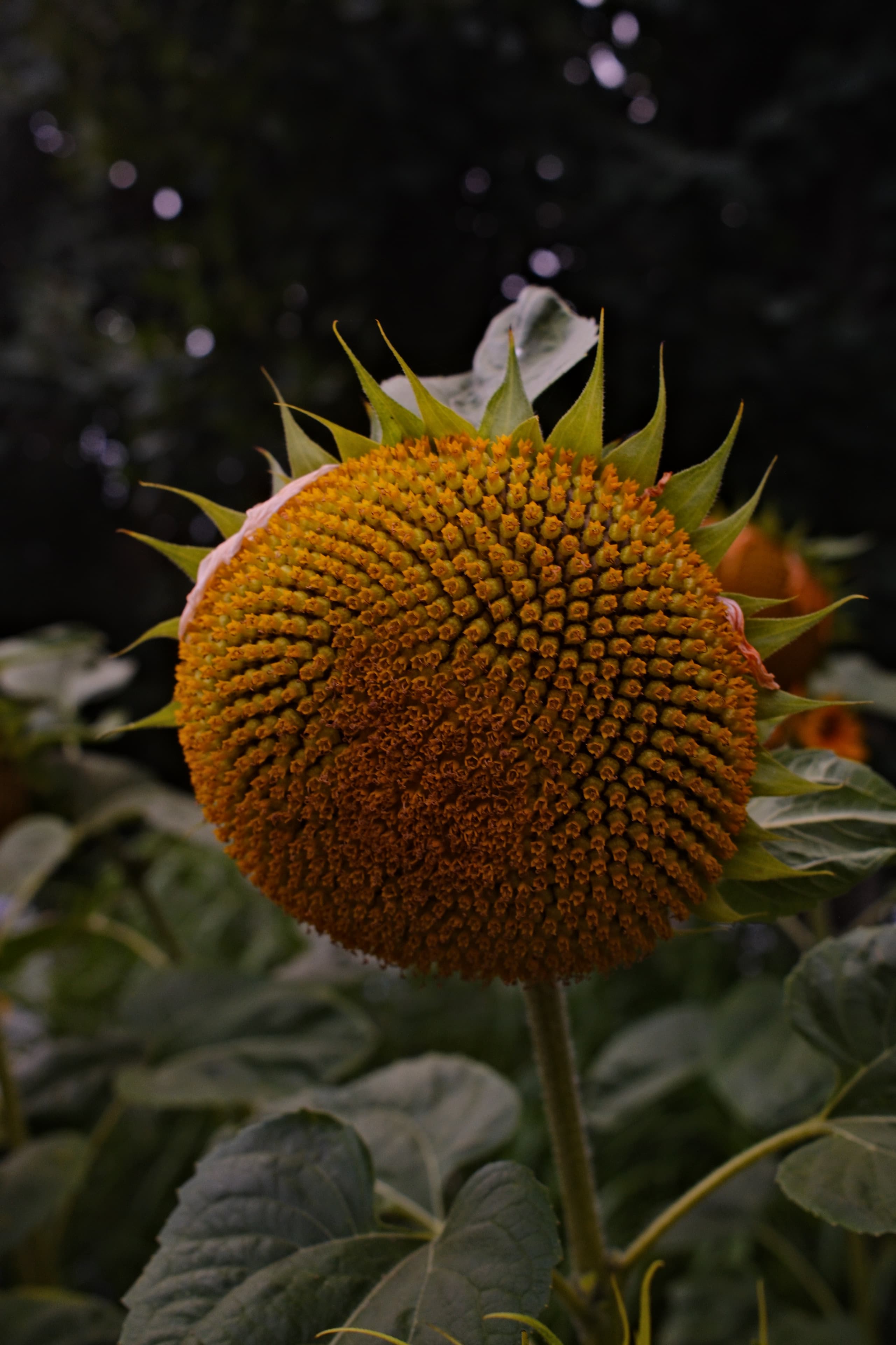 Sunflower - Gold Lite