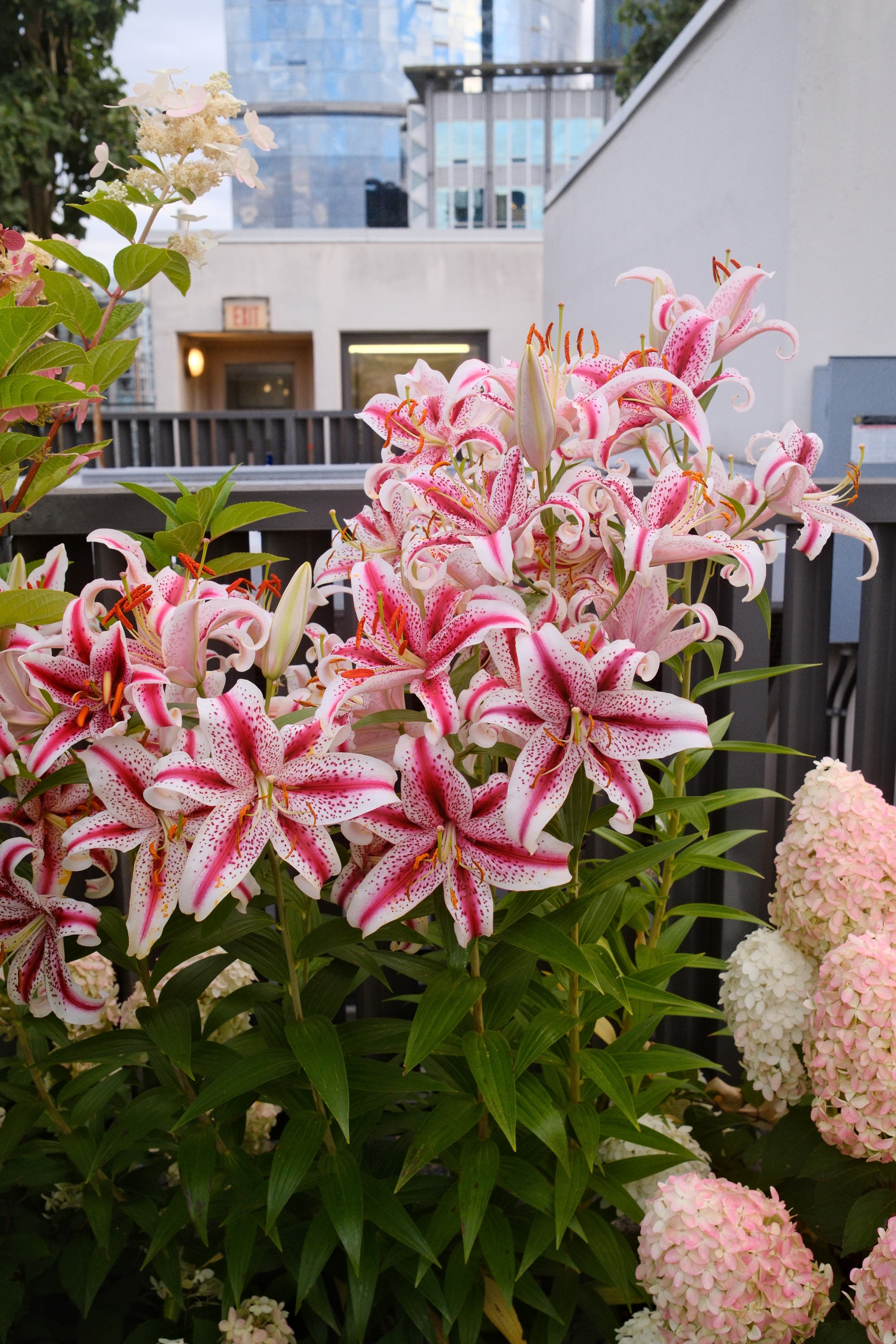 My stunning Dizzy Oriental Lilies are putting on a spectacular show in…