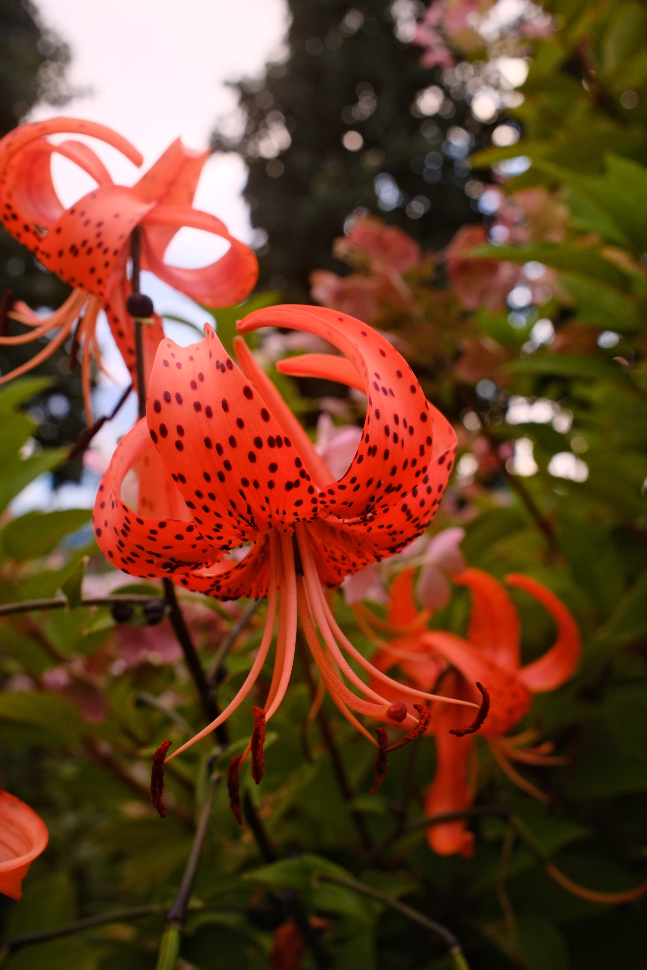 Tiger lily