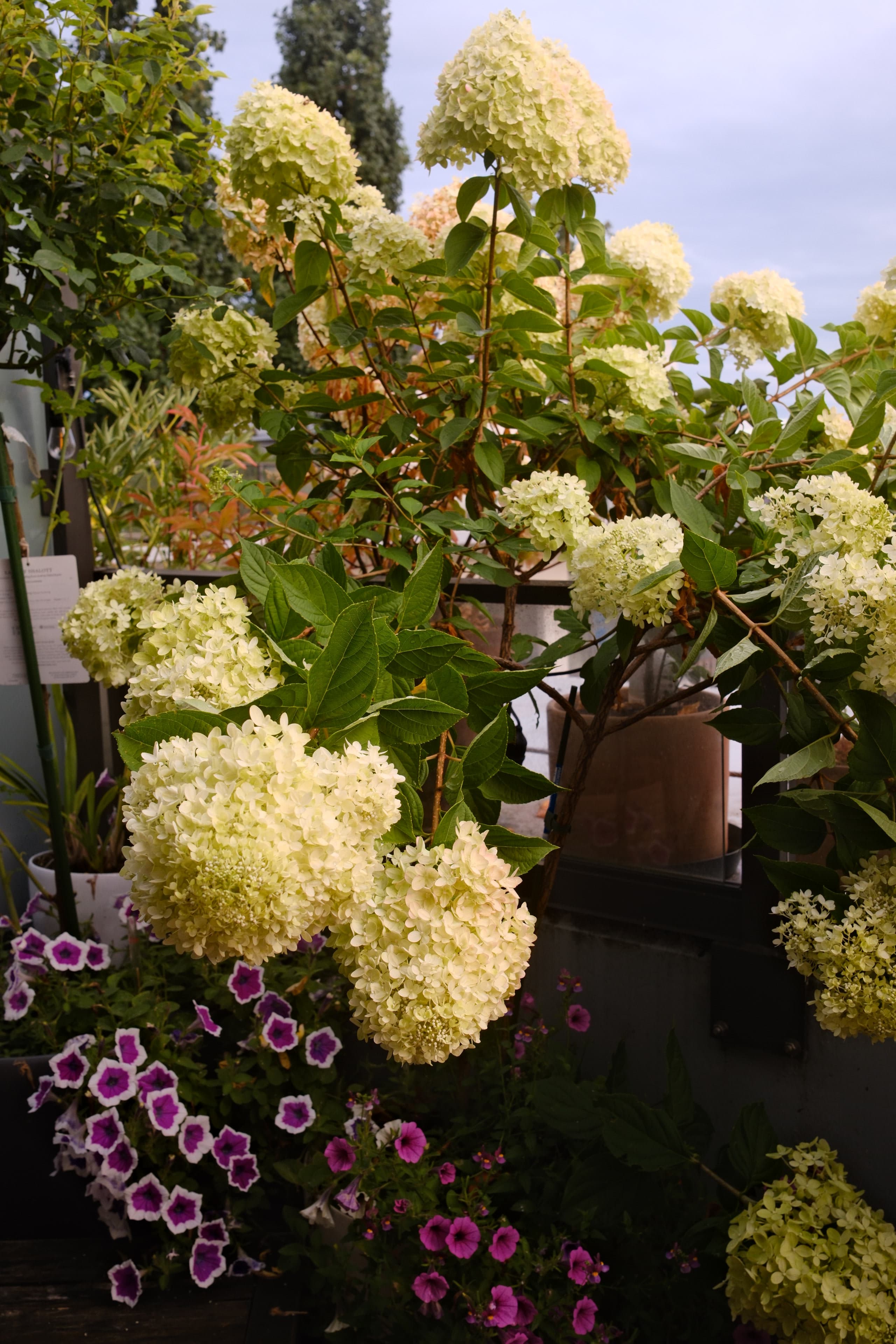 Heavy rain over the past couple days made this Hydrangea flop, its hea…