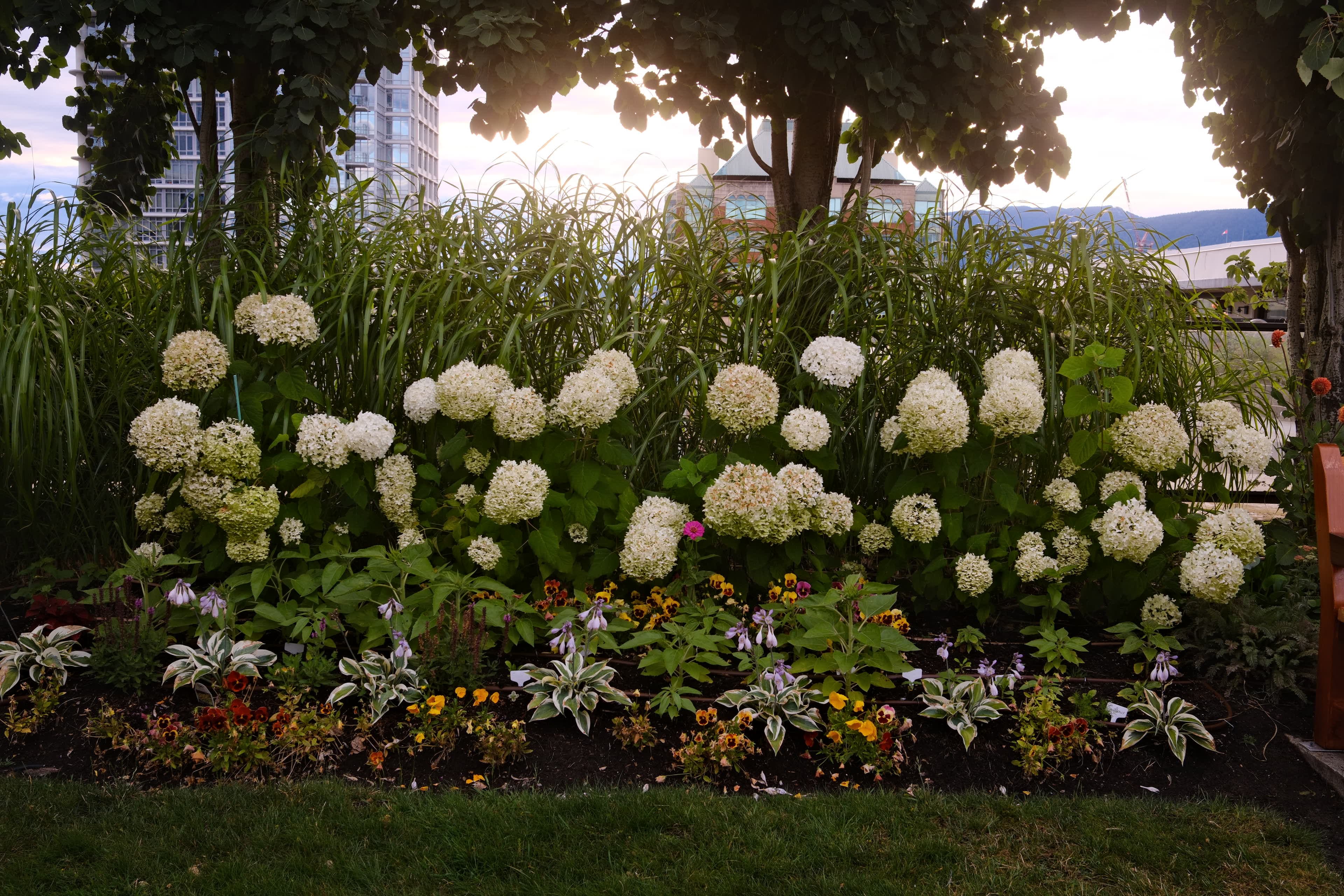 What it looks like in the second year of the stormproof hydrangea gard…