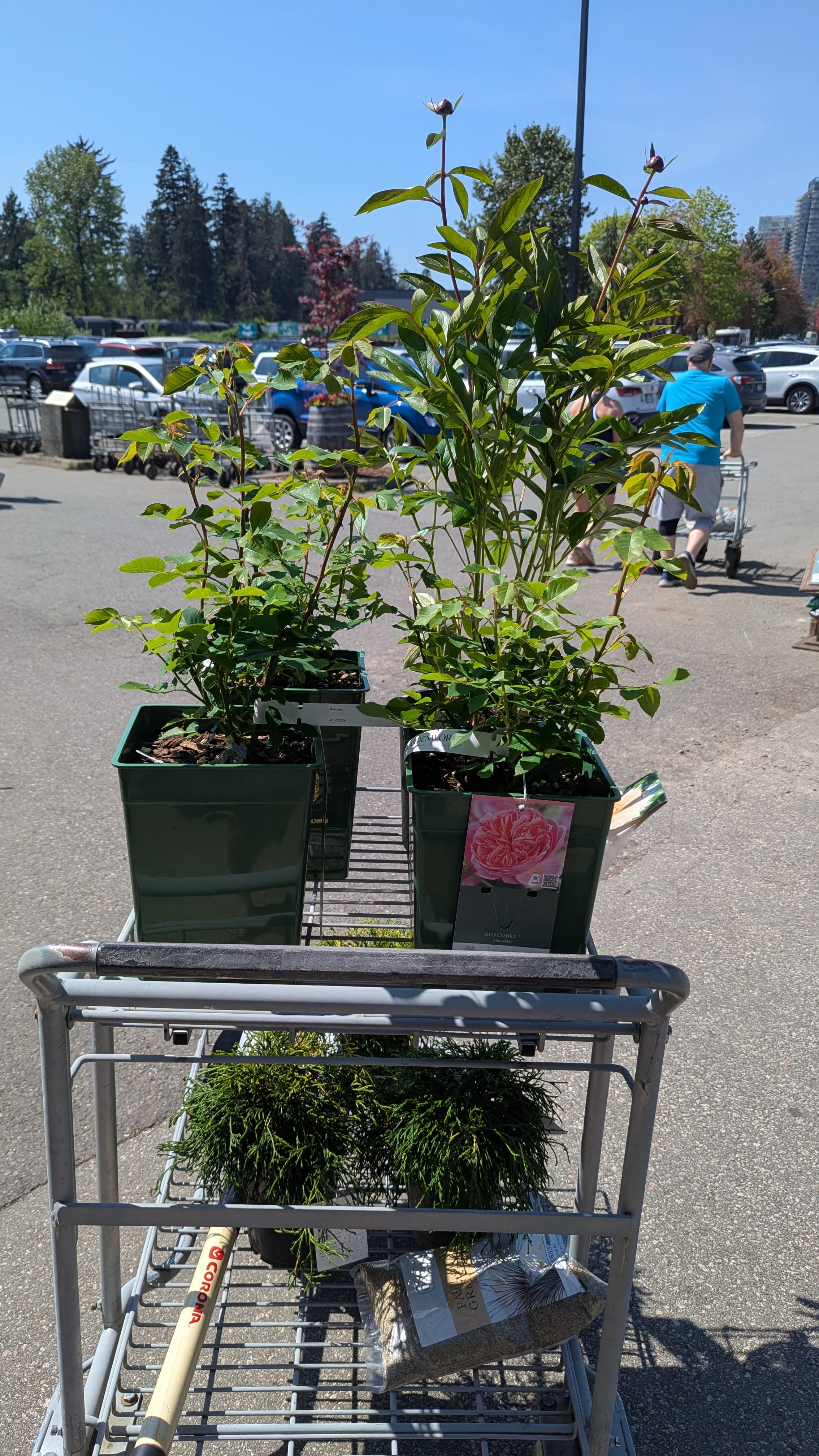 Picked up 3 Boscobel and planned to plant in the south garden bed in g…