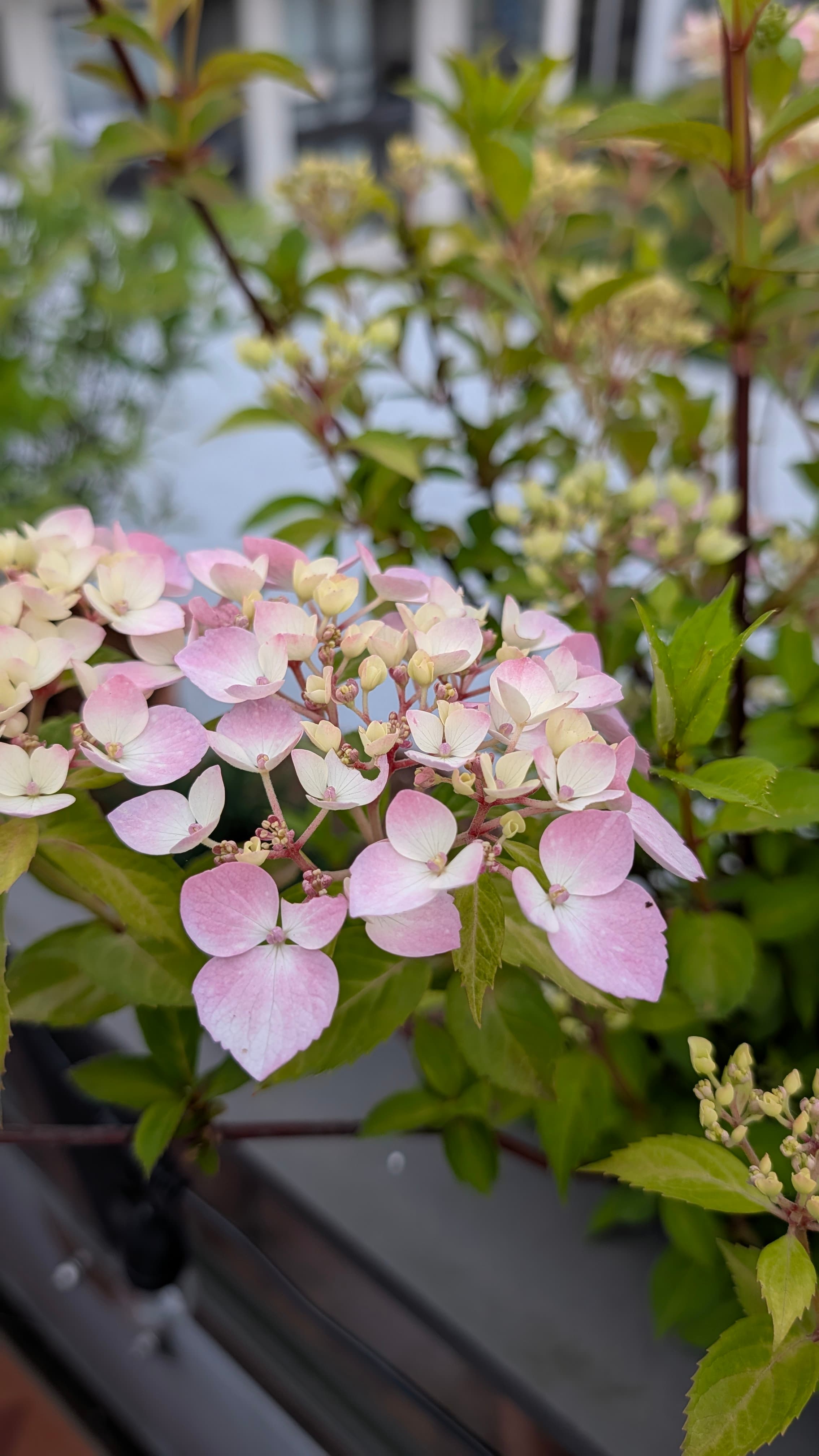 Fairytrail Fresco Cascade Hydrangea