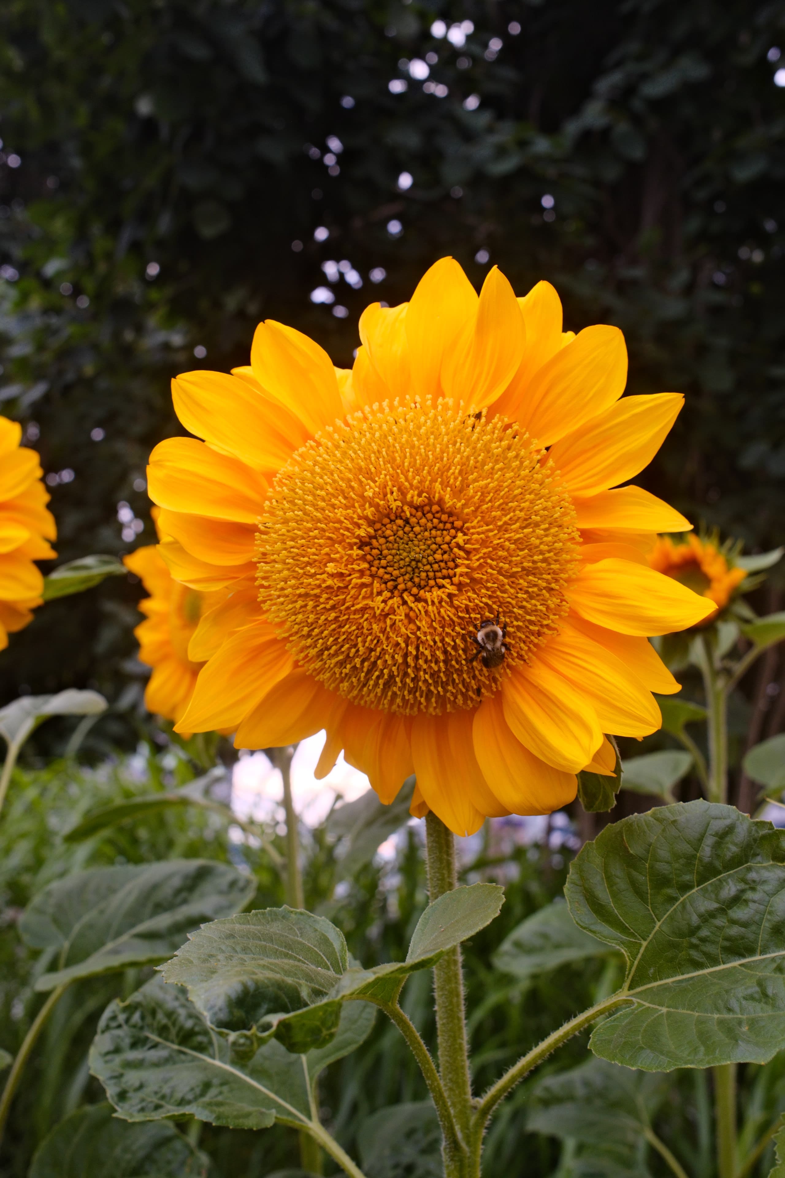 First year planting this sunflower, and I was instantly drawn to those…
