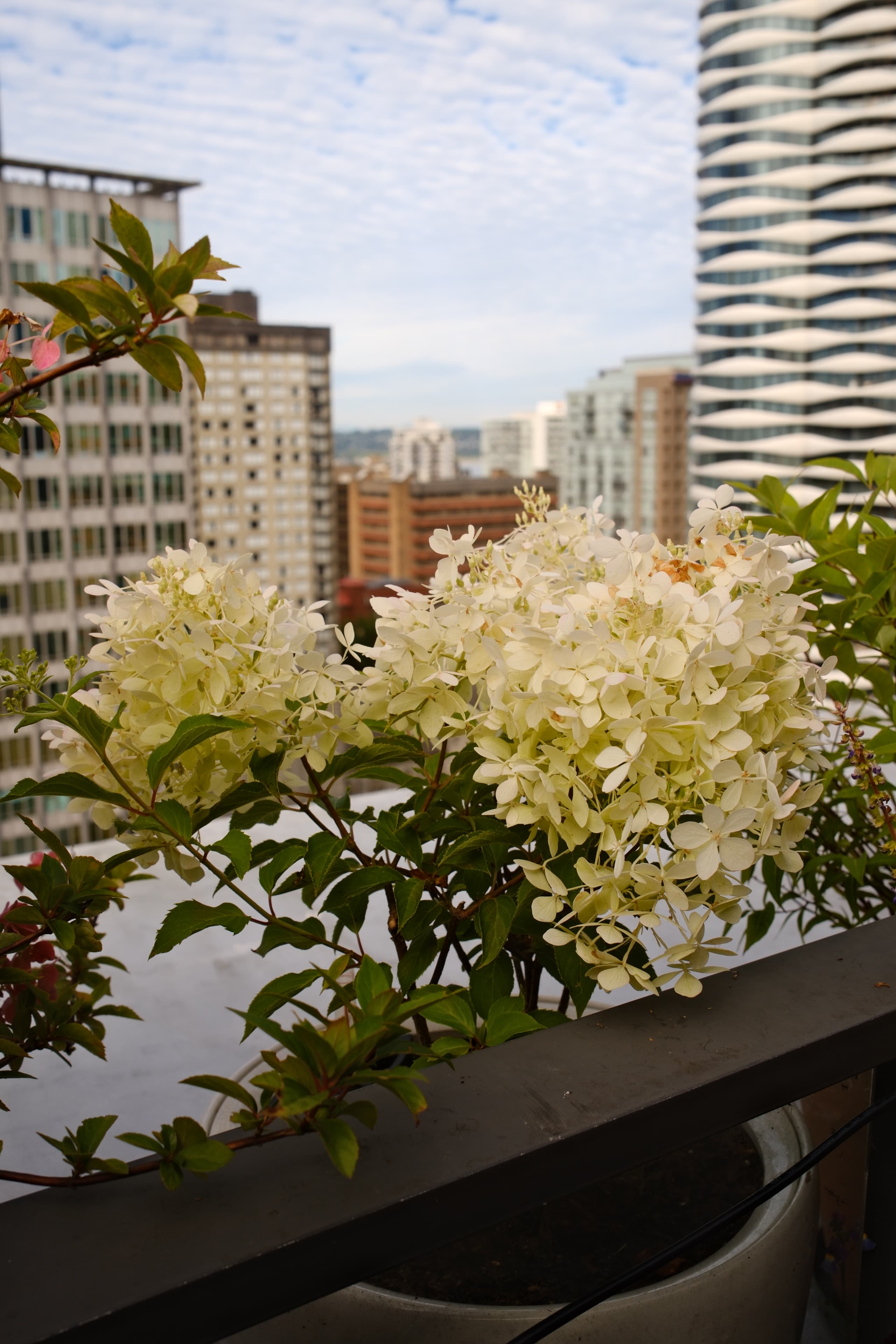 Puffer Fish Hydrangea