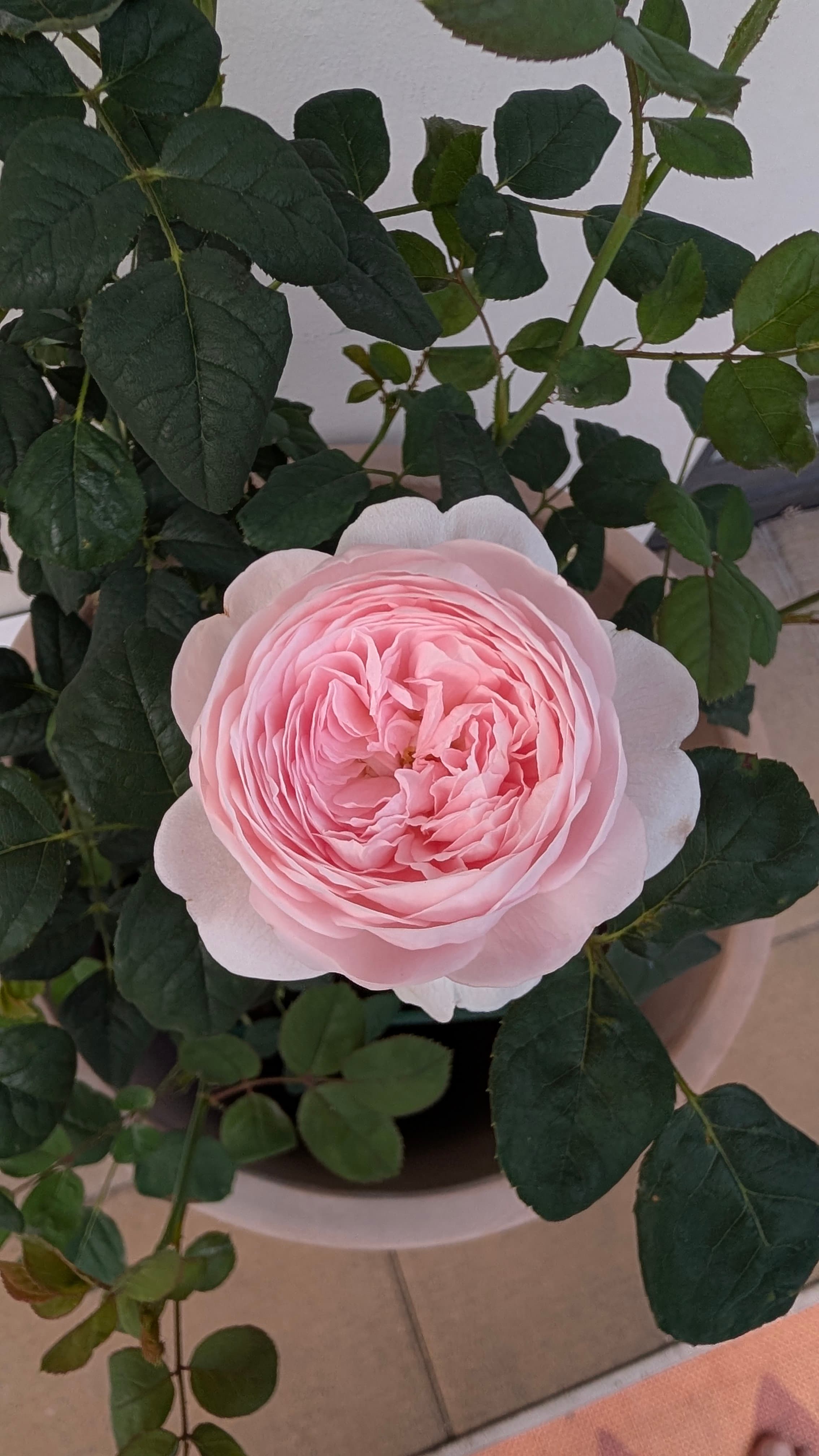 Queen of Sweden Rose