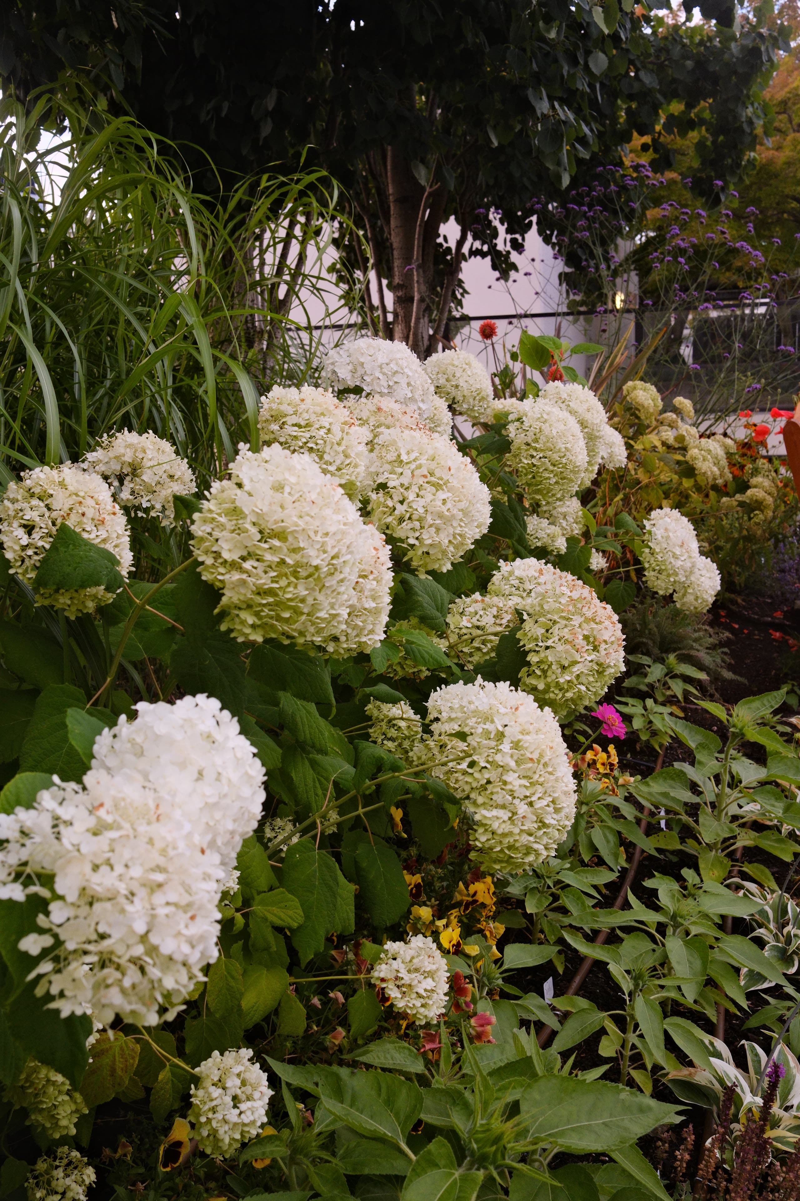 Incrediball Storm Proof Hydrangea