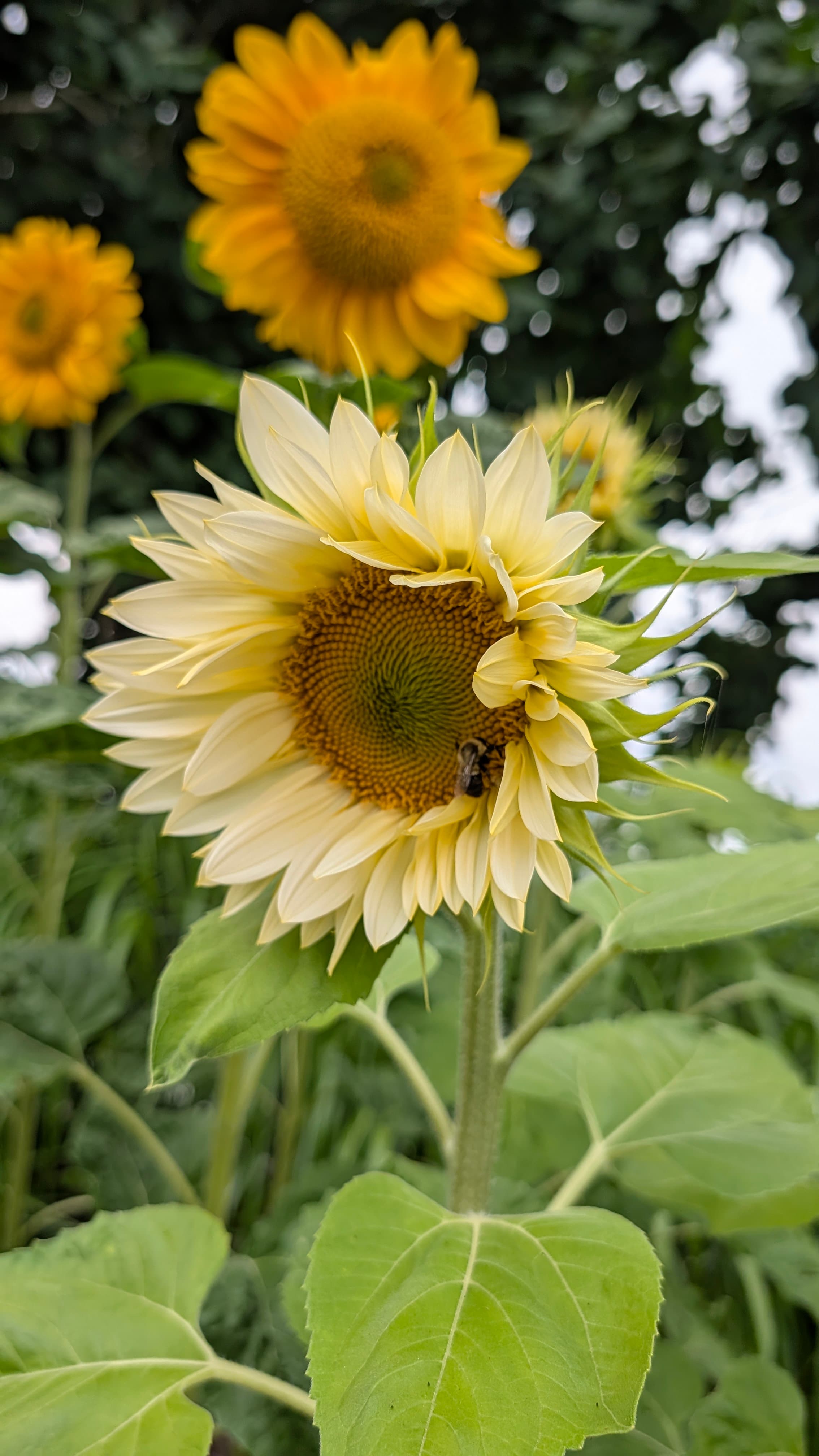 Sunflower