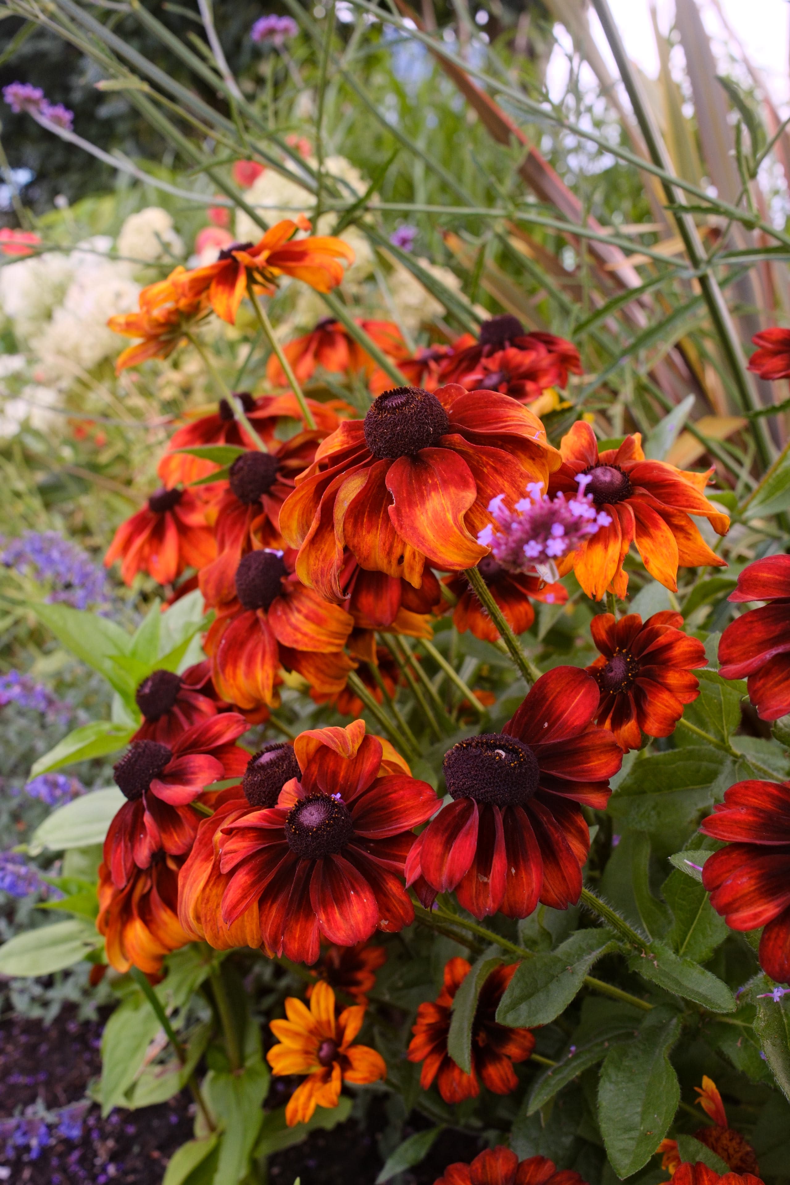 Black-eyed Susan