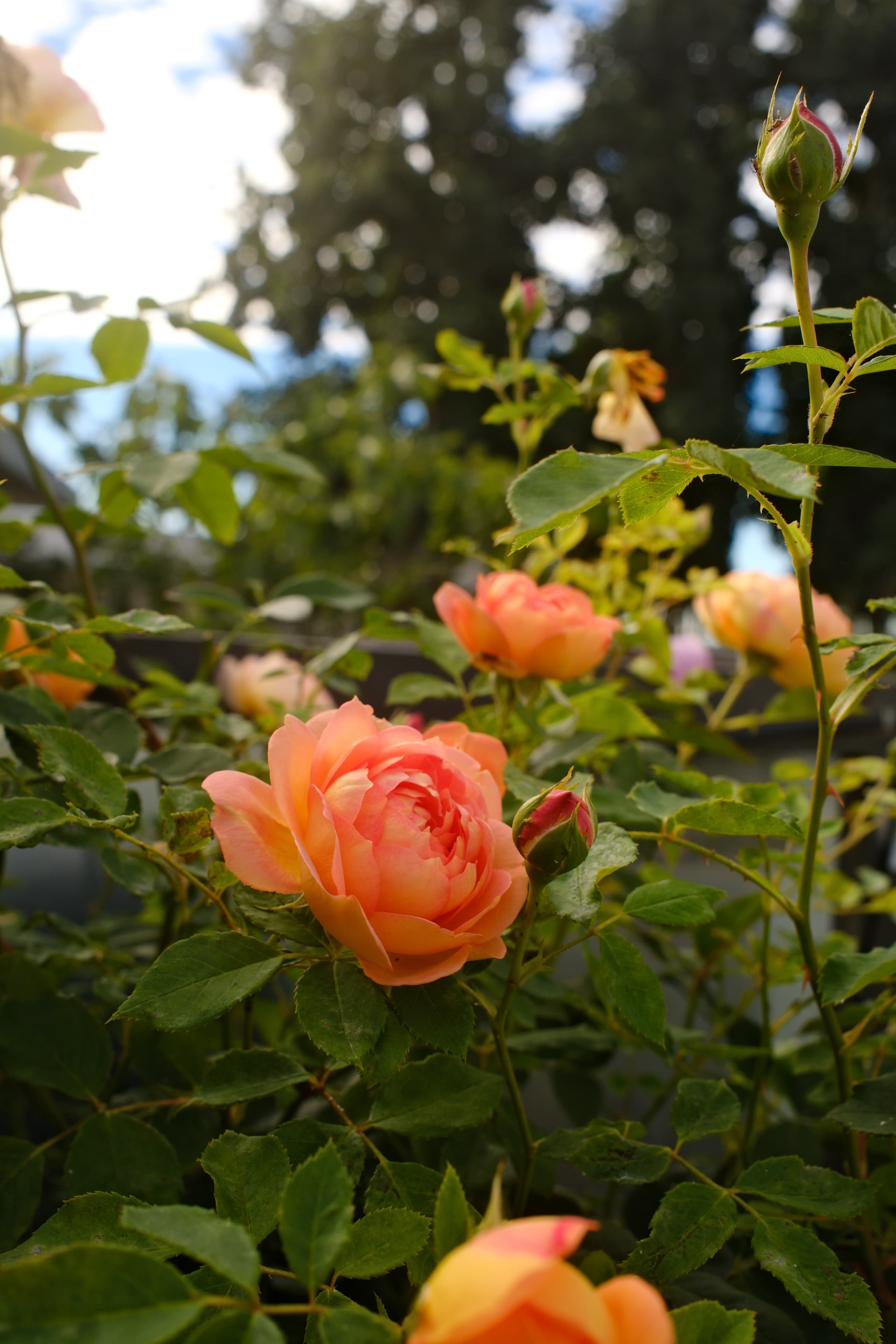 Lady of Shalott Rose (tree form)