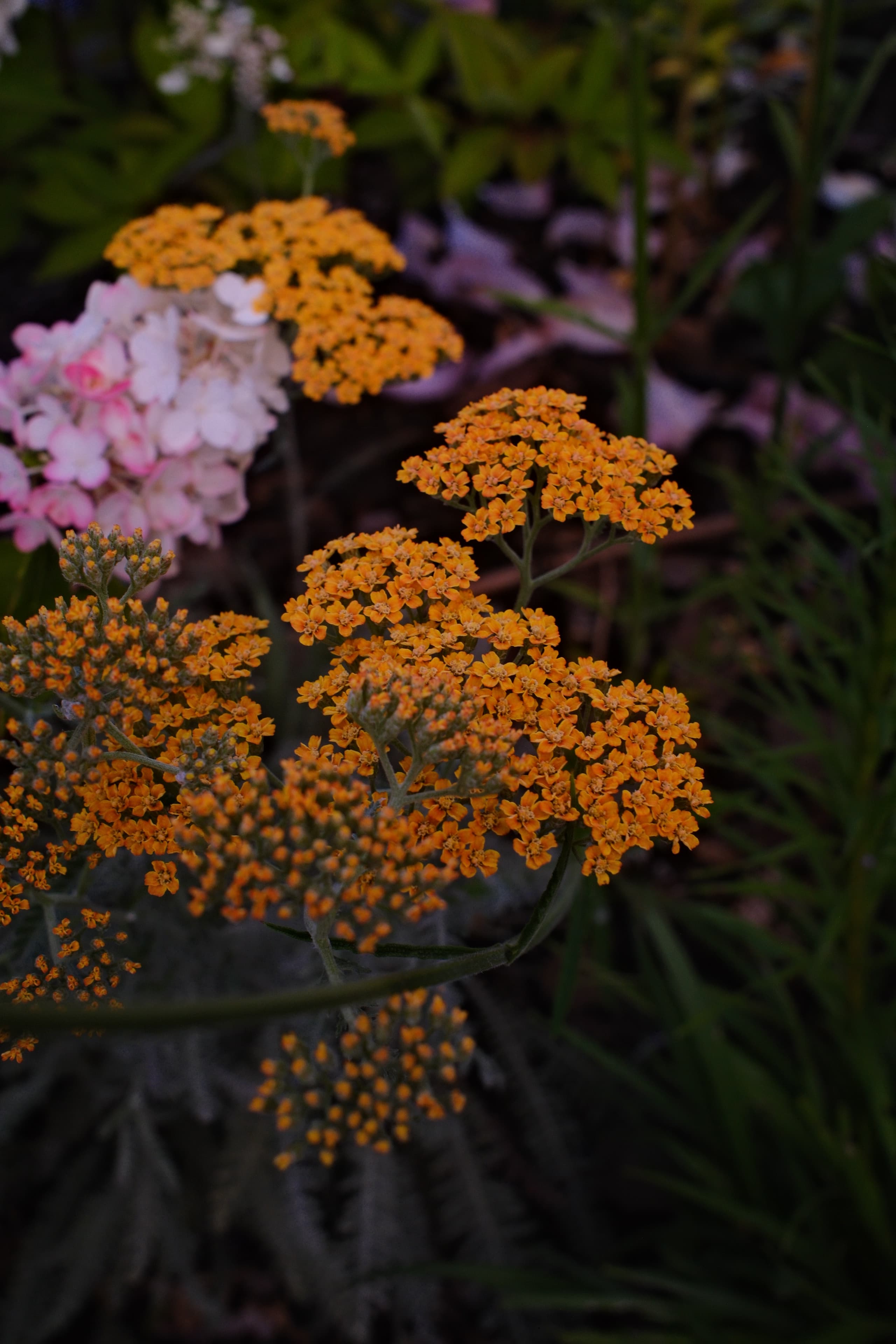 Terracotta Yarrow