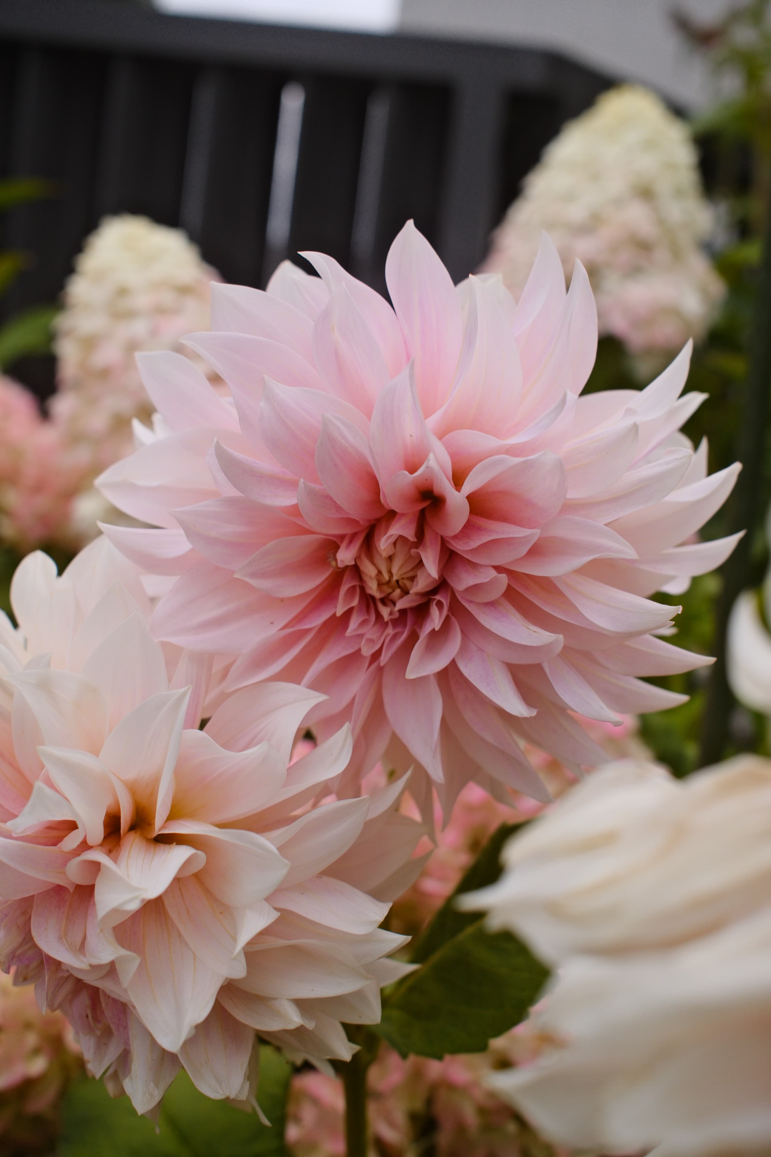 Dahlia Café