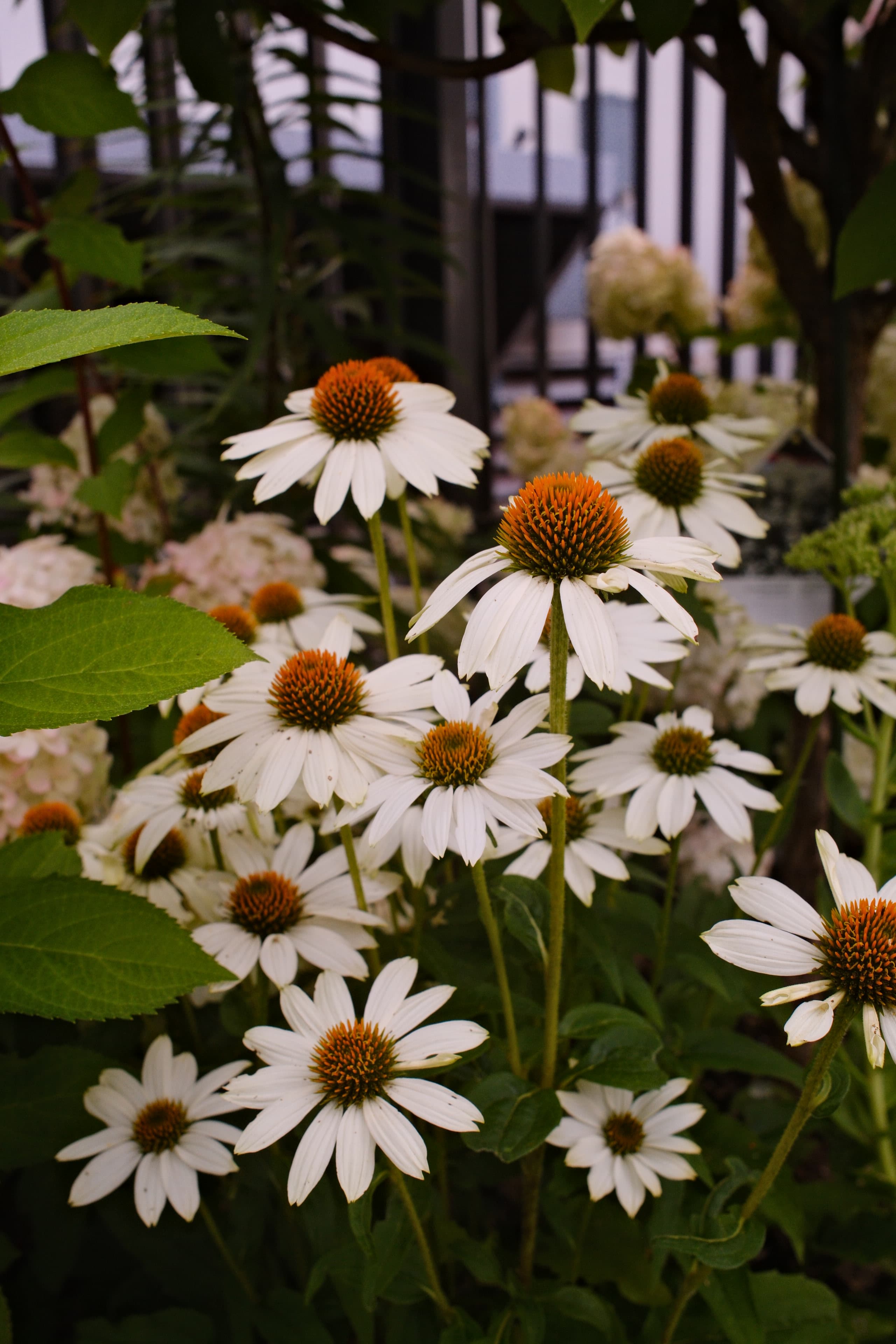 Coneflower - White Swan